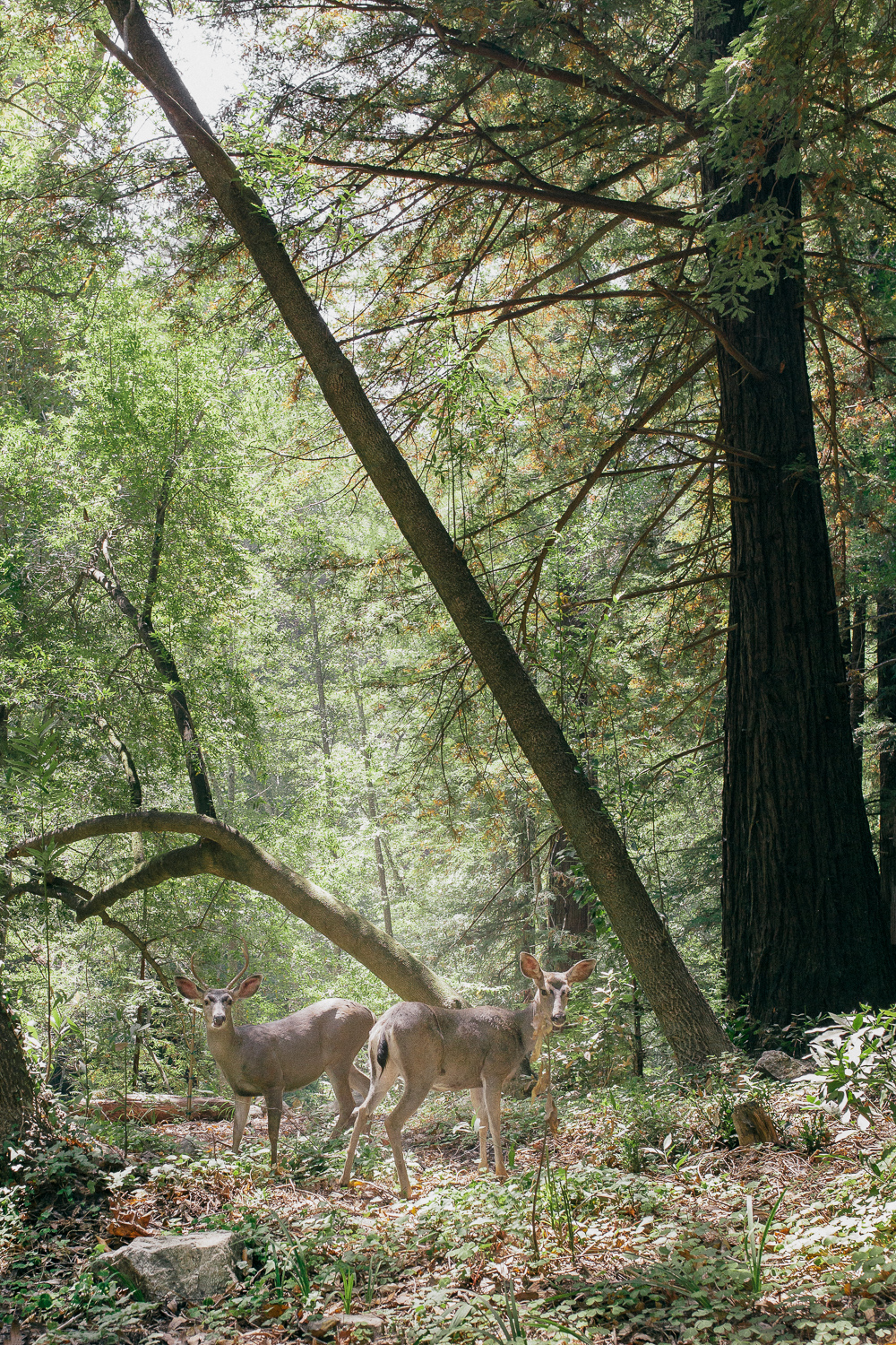 Deers in Big Sur California Forest 