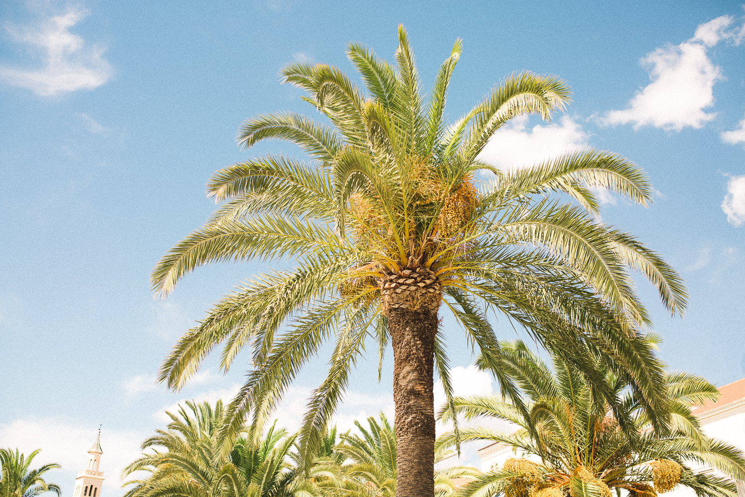 Palm Trees in Split Croatia 