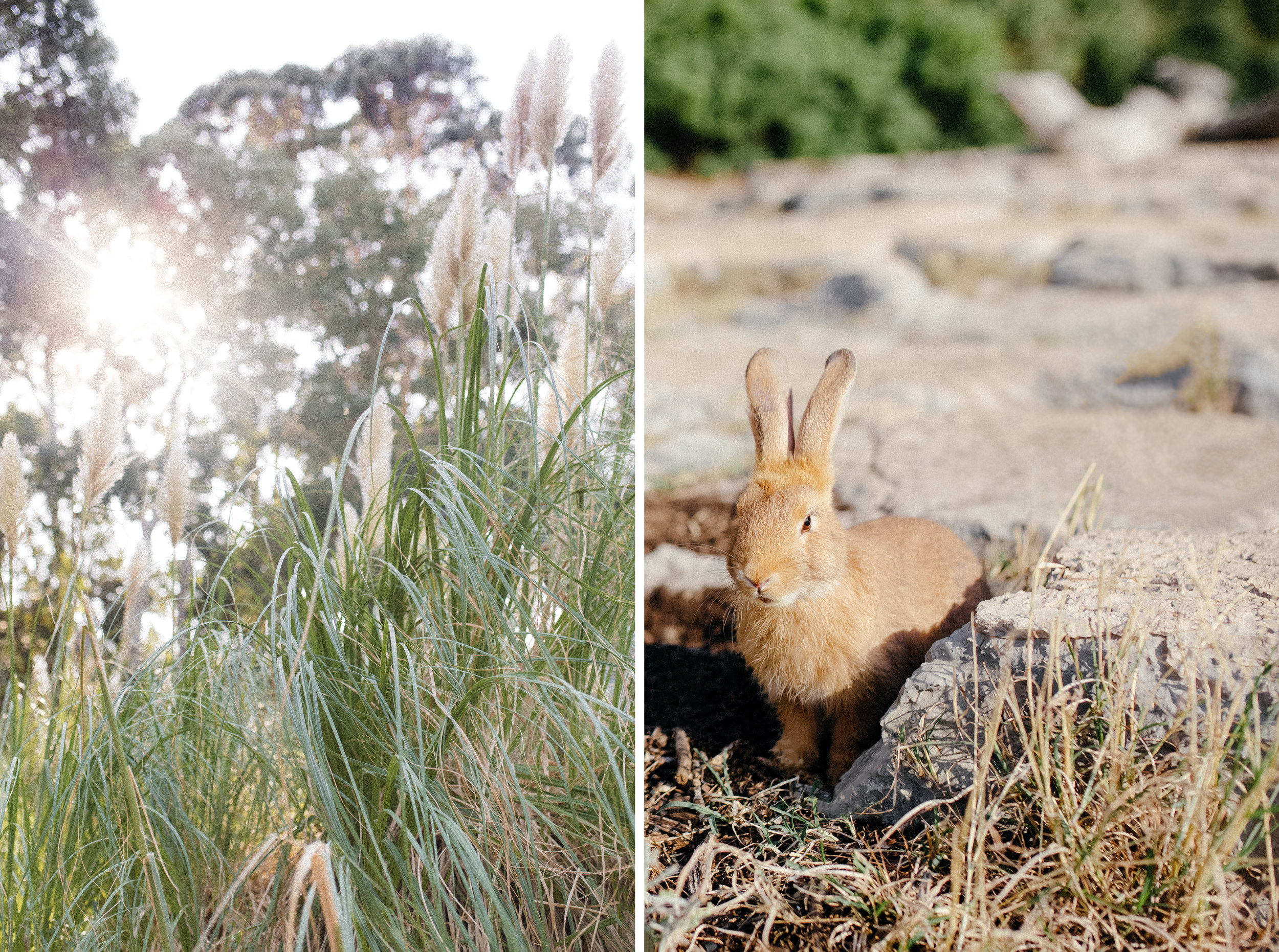 Rabbits on Lokrum Island 