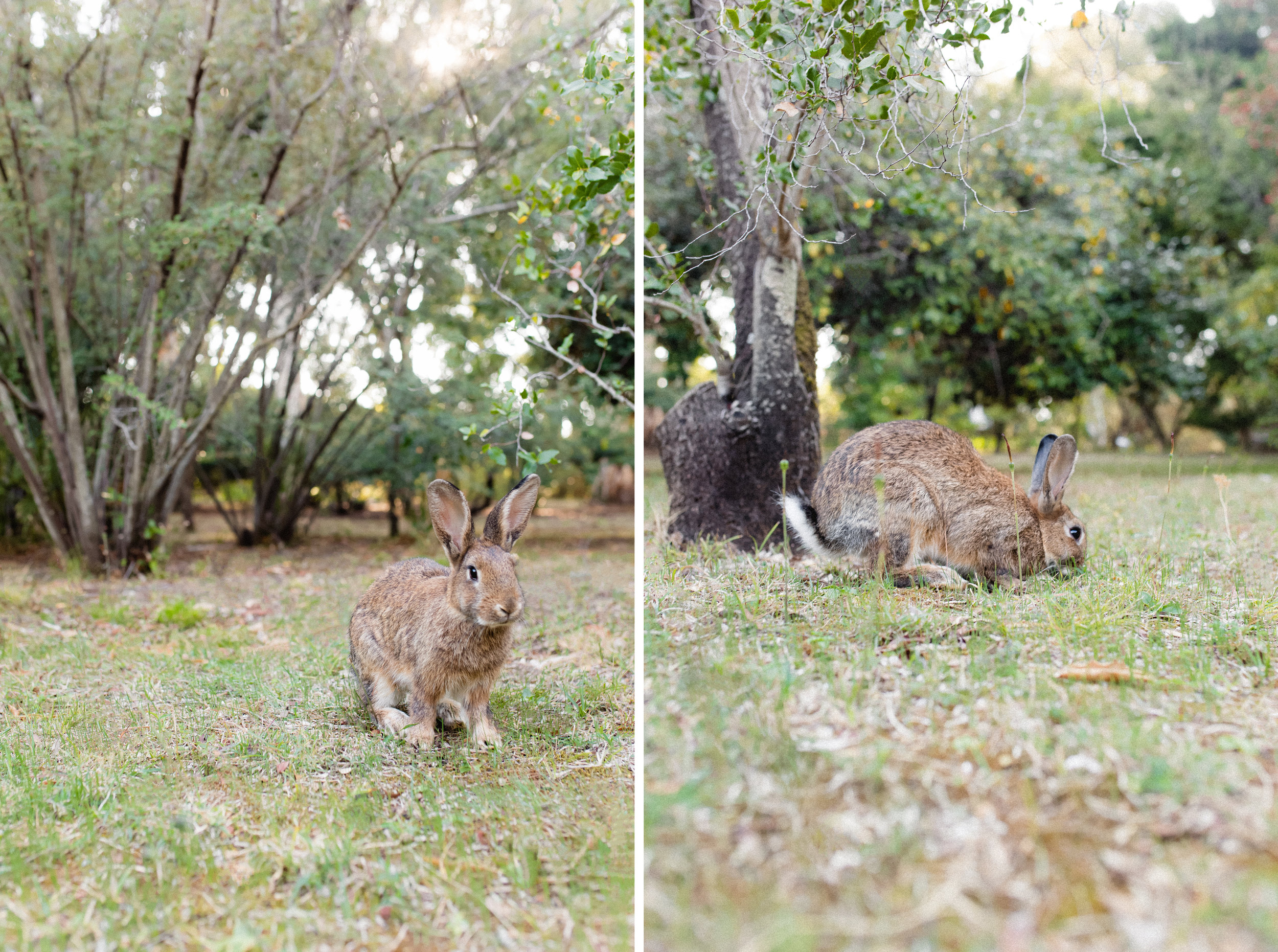 Rabbits on Lokrum Island Croatia Dubrovnik Photo 